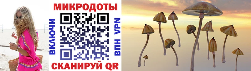 мориарти как зайти  закладки  Энем  Галлюциногенные грибы Psilocybine cubensis 